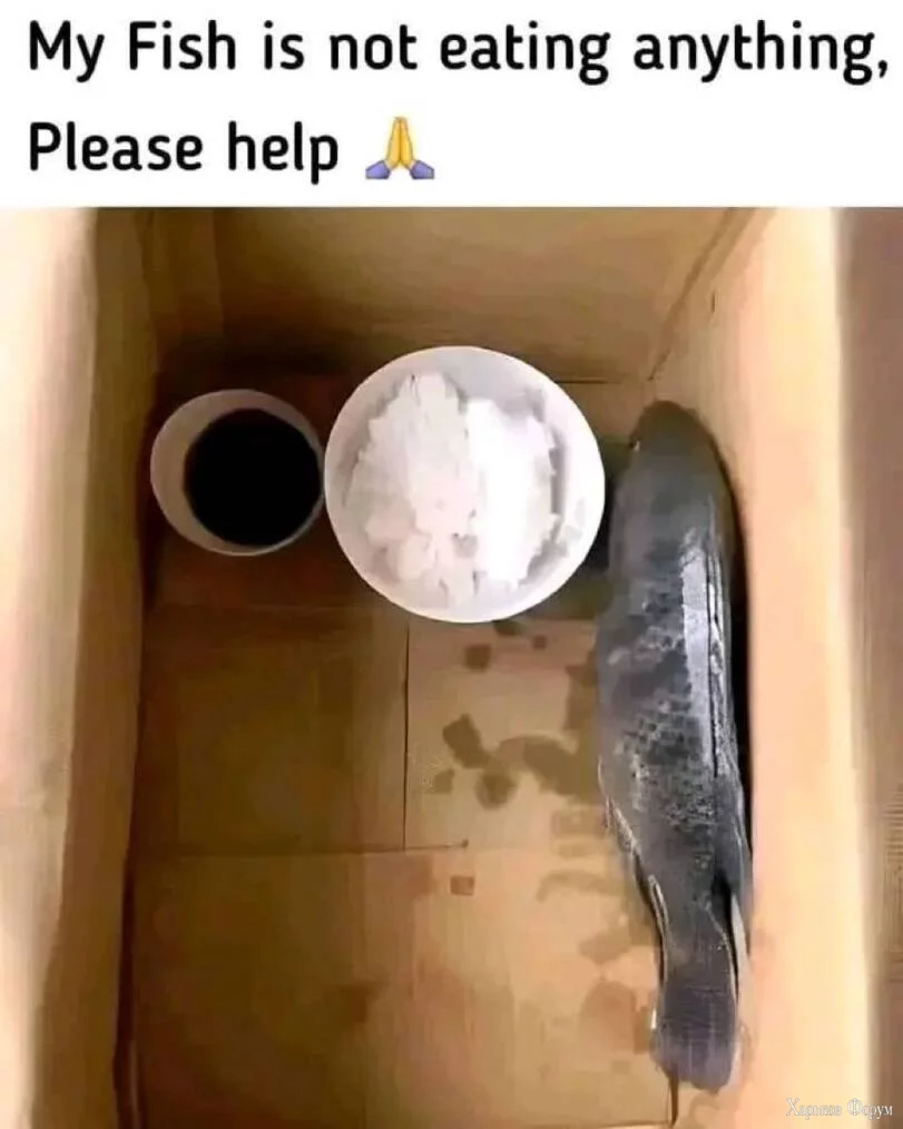2BVyFggsK1xXHentWU9bkhAcFGT0LXyYdw.webp