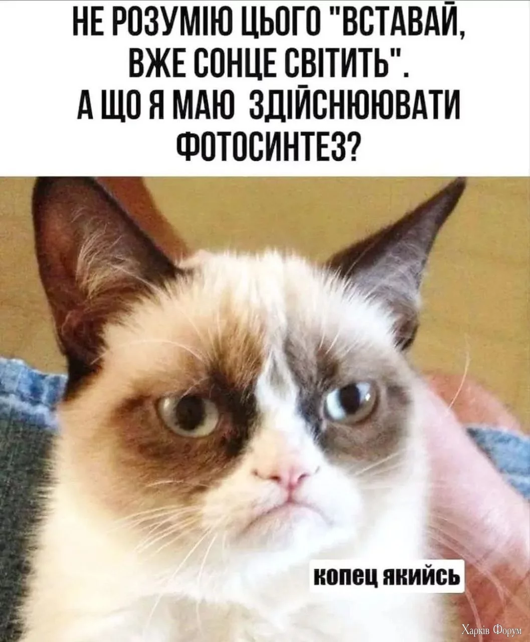 кіт