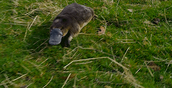 2c23843c8e058173d525624bd83ef17b_large.gif