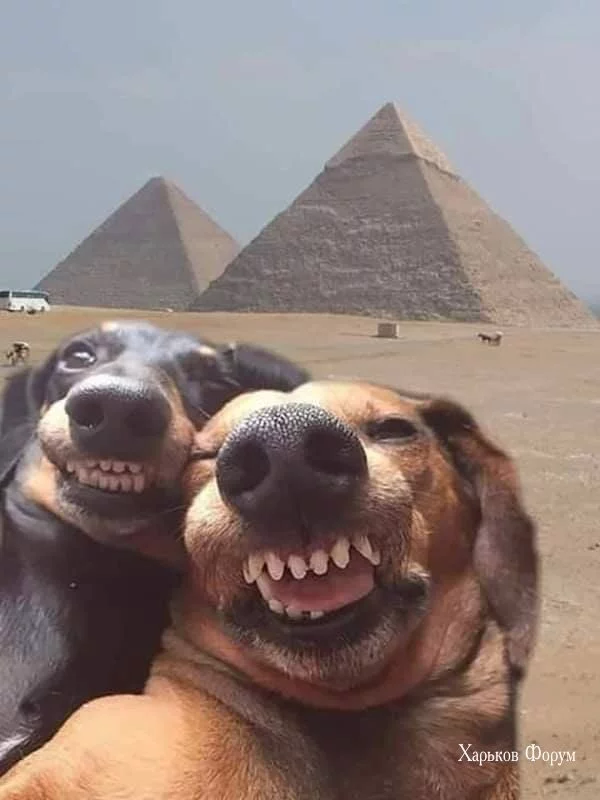 2c3f60f11bd012cdc449.webp
