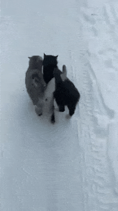 2c8434d72a9650cb916e116a6f8e374585bb6f6e.gif