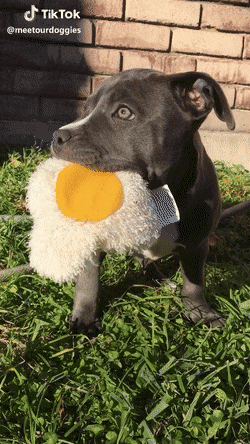 2c9dca76a58dbcf575a20.gif