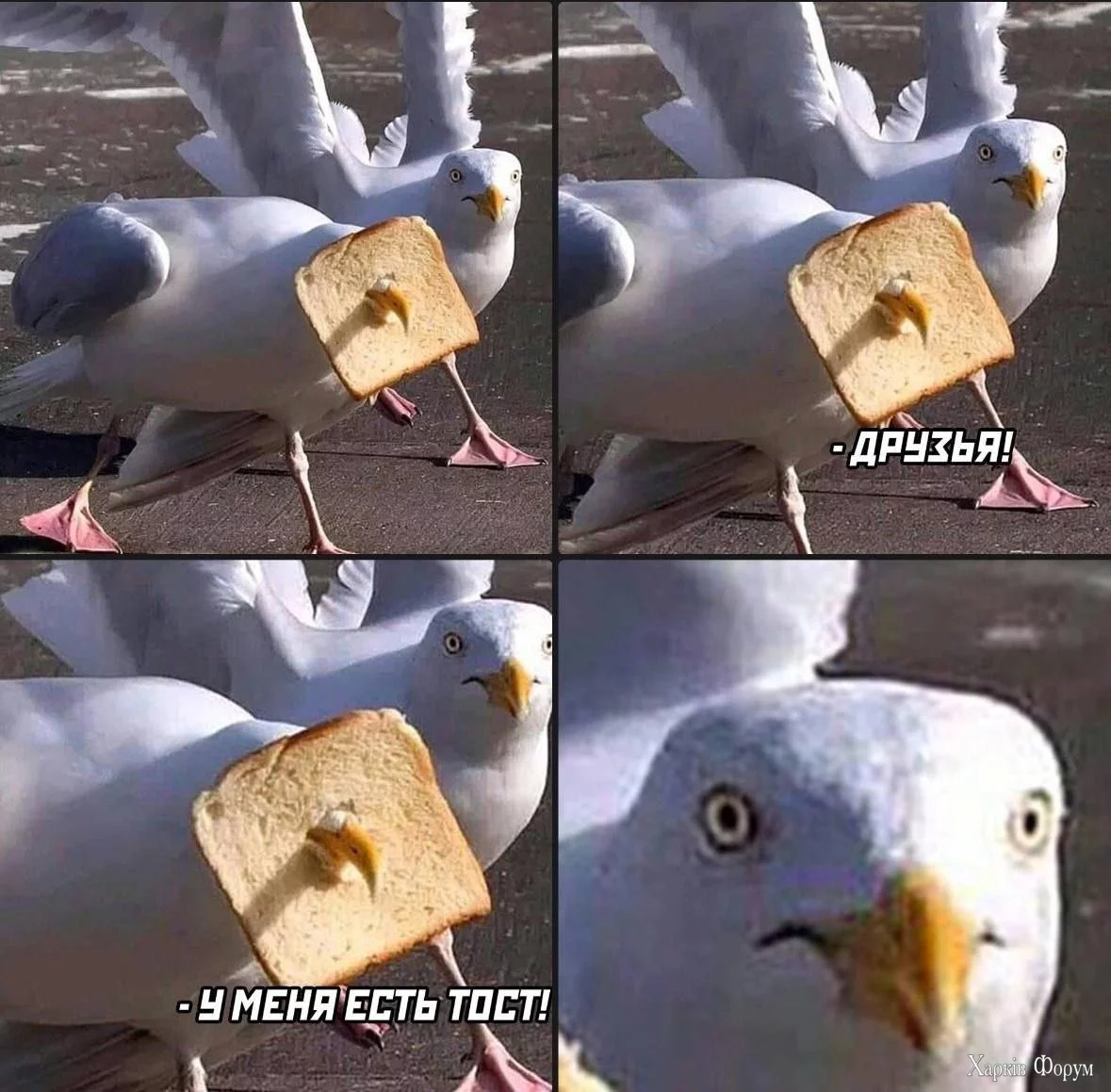 тост!