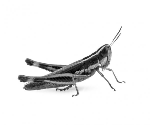2caa3f635fd8154e72e3.jpg
