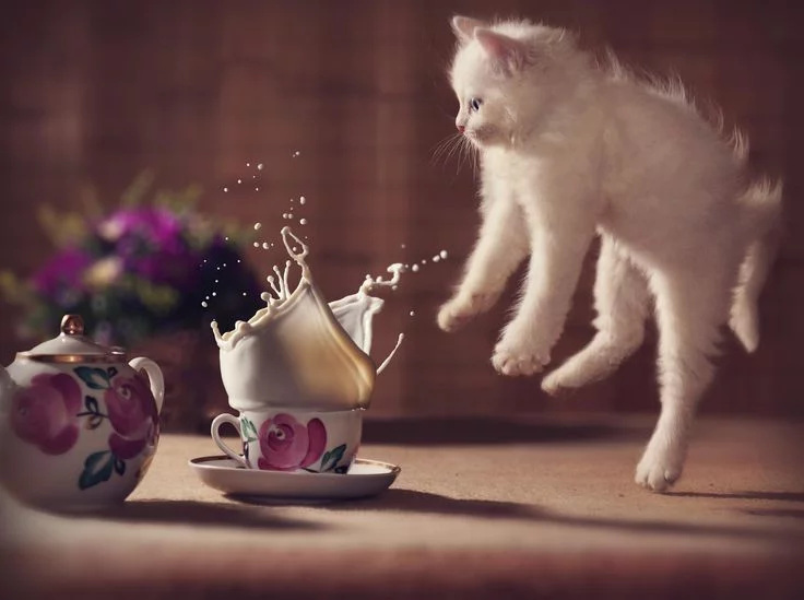 2cacgd.webp