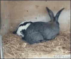 2cadc6715d6a58e53429ce4a.gif