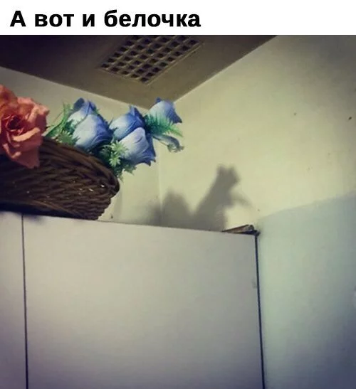 2ccajg.webp