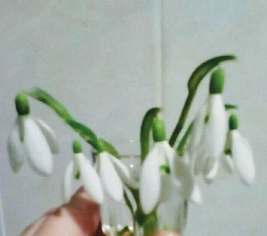 2ccfef.webp