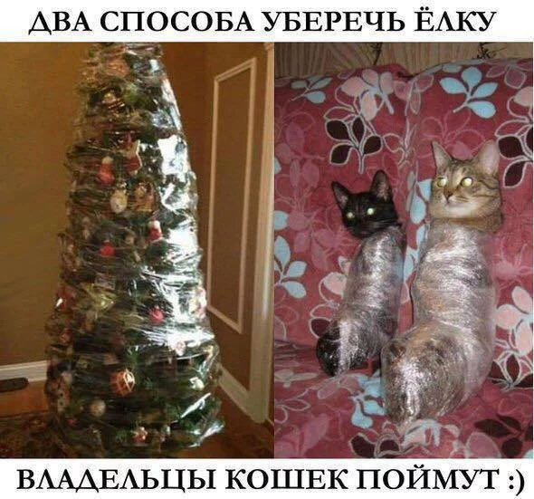 2cdccf.webp