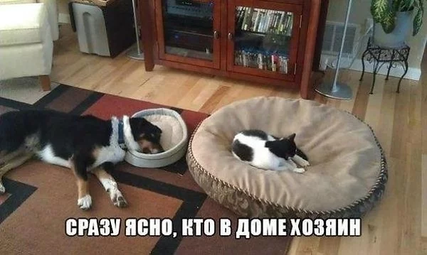 2cfdhj.webp