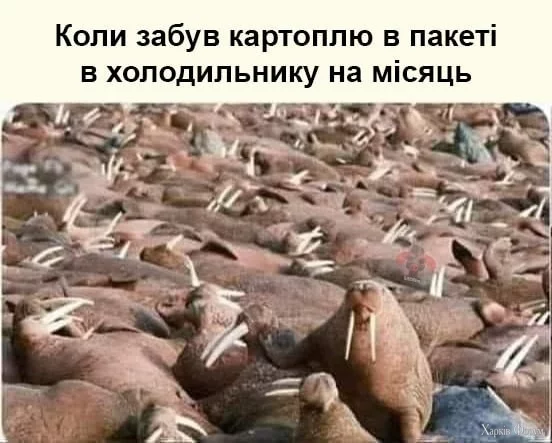 картопля