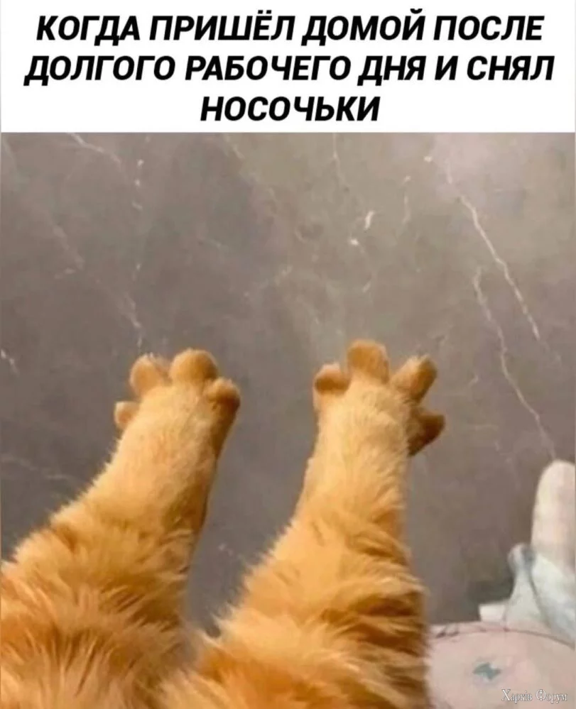 котє