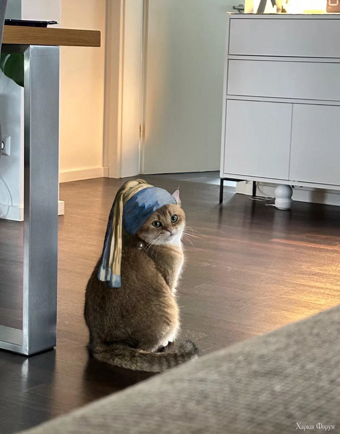 cat