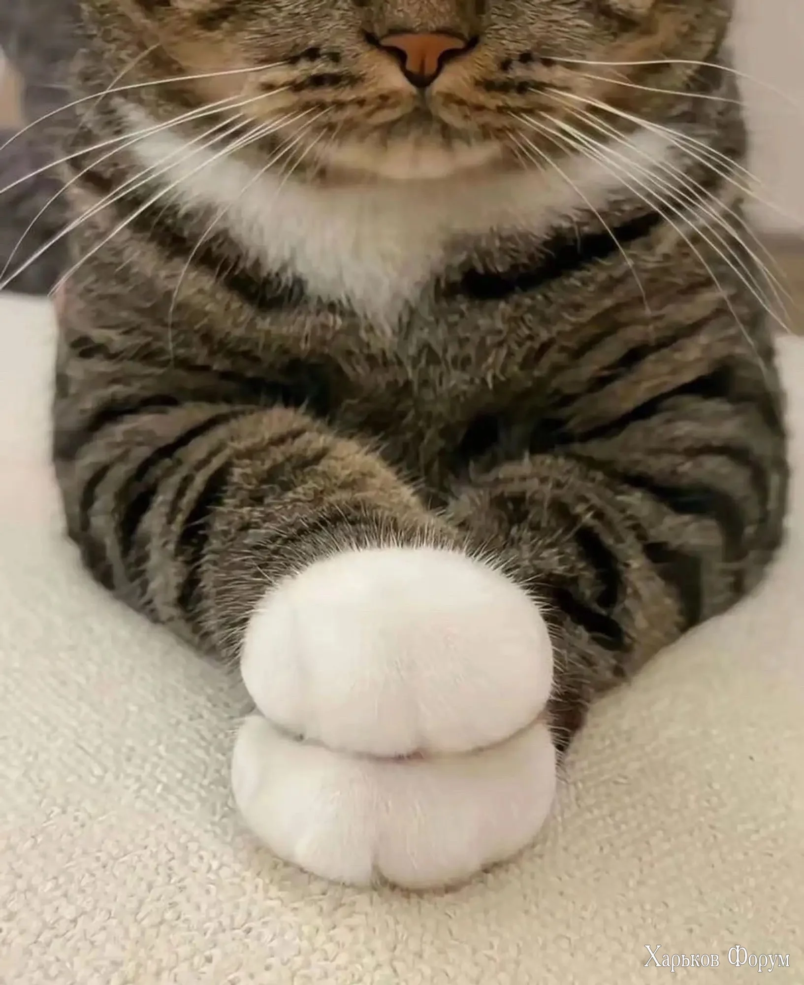 2CvmmQWdqqGbgPMIkBRpnvTT4ZQNk9NHvr.webp
