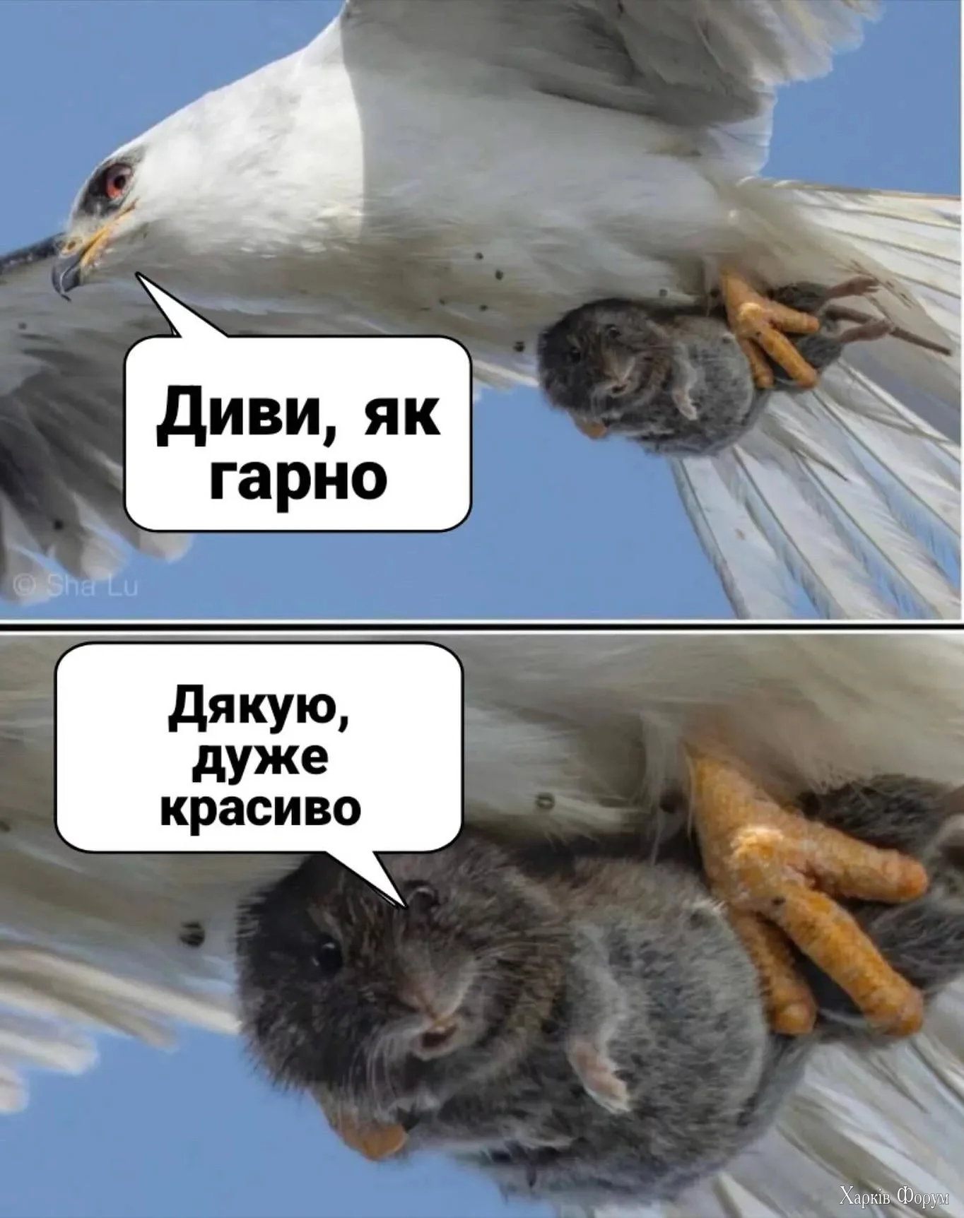 Як