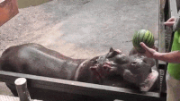 2d61fbe4b82e0fc0ed5c96f7.gif