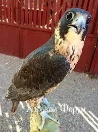 2da405fbd84025e14d.webp