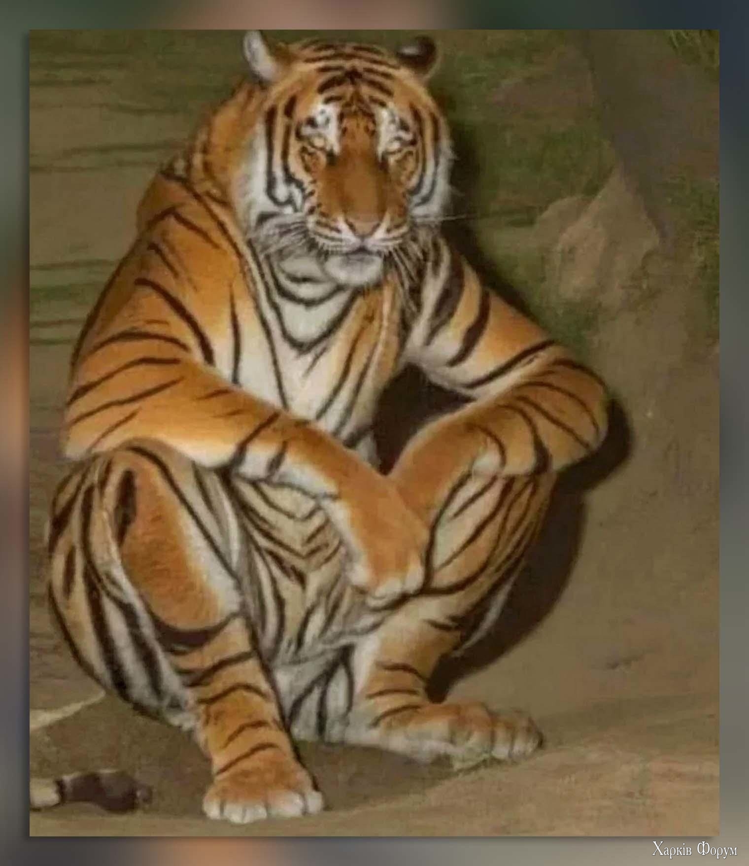 тигр сидит