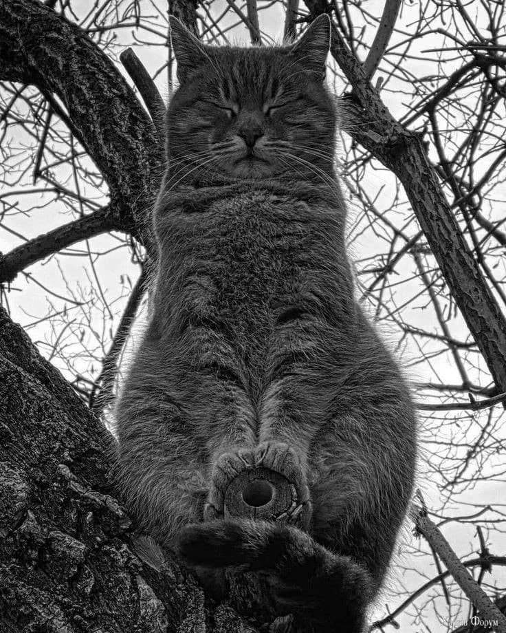 котє