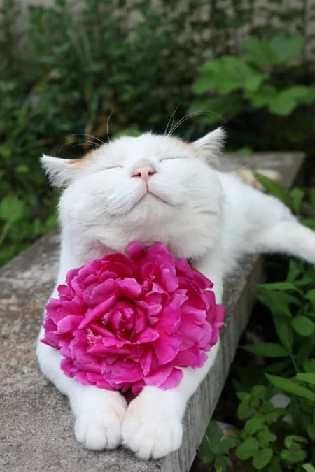 2dcjge.webp