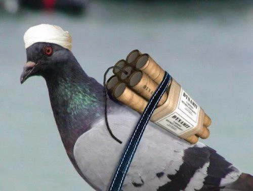 2defdg.webp