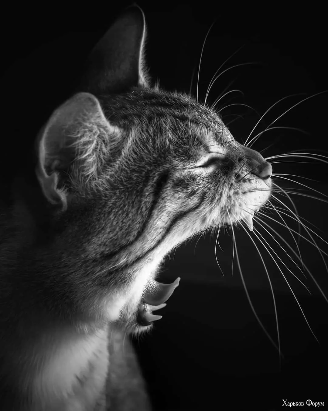 2DJFdg6zhTUHfGiOlV6APyU3eU6om6JTuX.webp