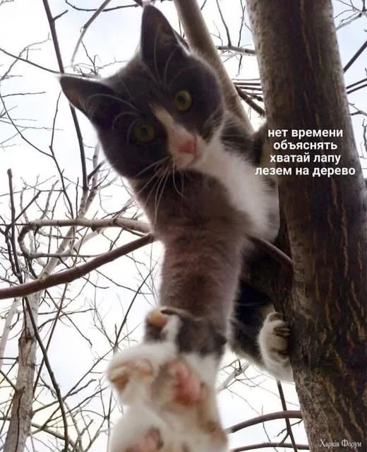 дерево