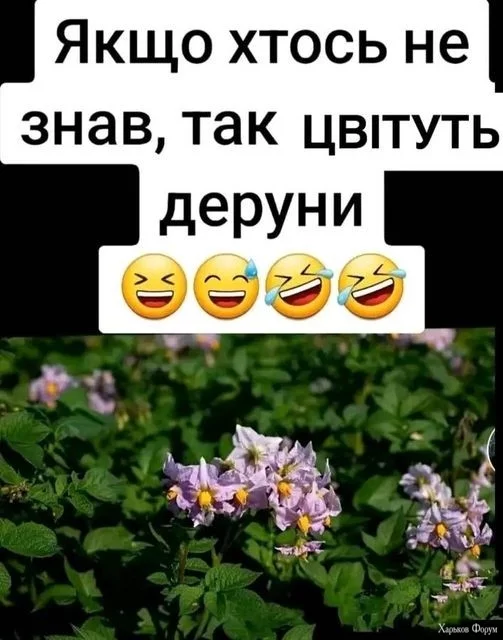 2DpHq44o06IauOeonuG5XzyTyQnBUJjkEA.webp