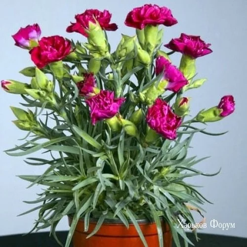 2e74b6bbd74265f9c.webp