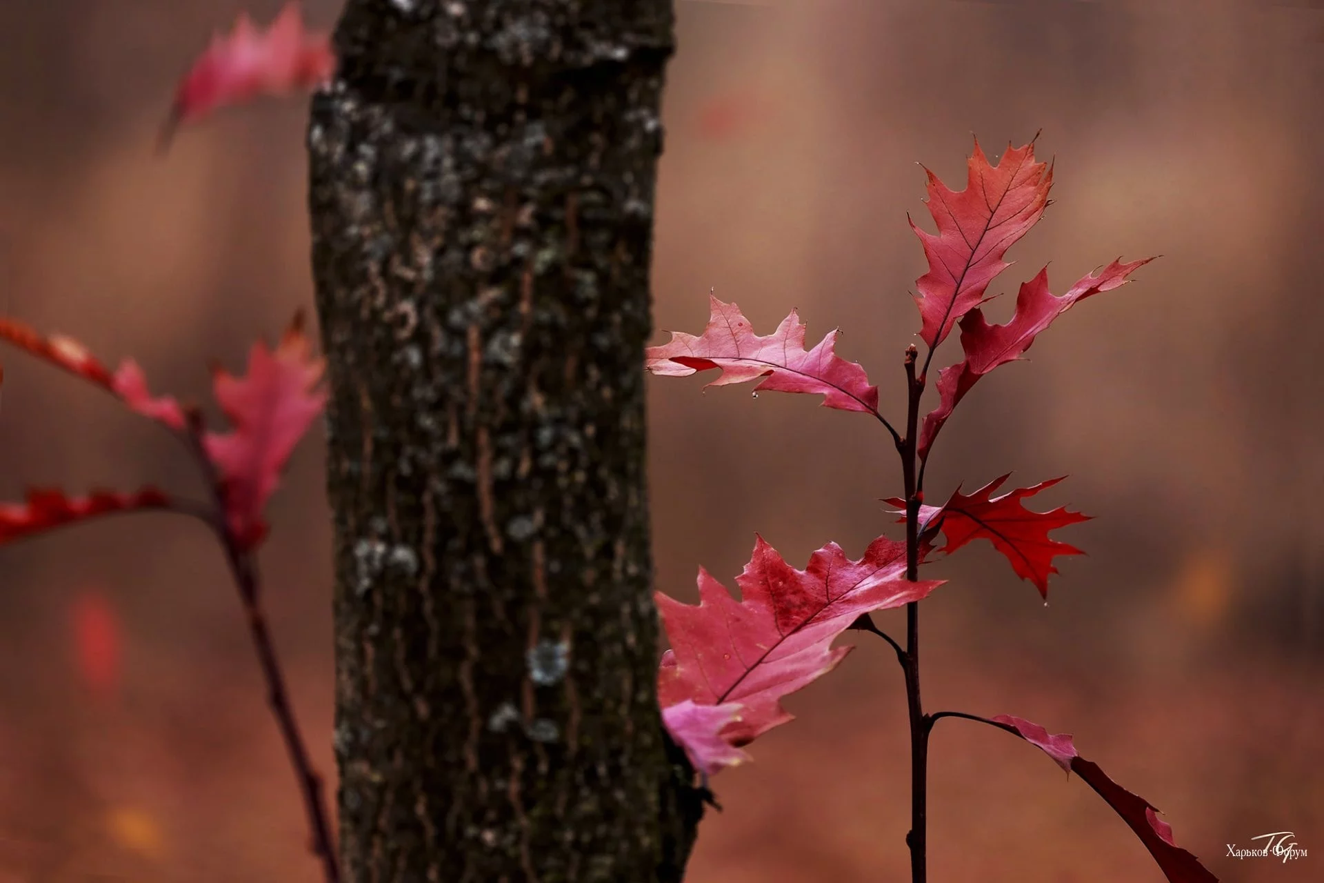2f19ecba2668ed2b8aa9987.webp