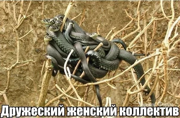 2ffe5940285647b57345.webp