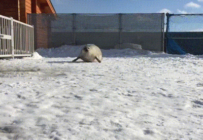 2hbjad.gif