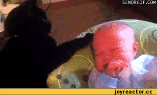 3%D0%B8%D1%84%D0%BA%D0%B8-%D0%BA%D0%BE%D1%82-70289.gif