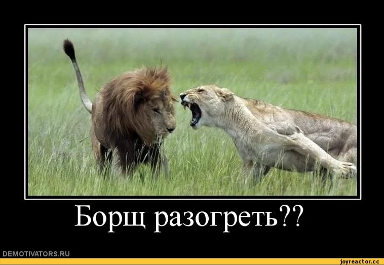 3%D1%88%D0%B5%D0%BA-%D0%BB%D1%8C%D0%B2%D1%8B-34255.webp