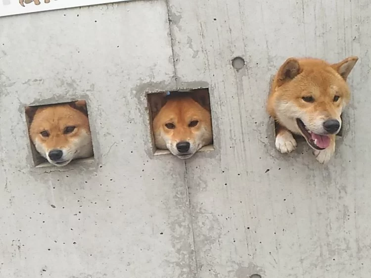 3-dogs.webp