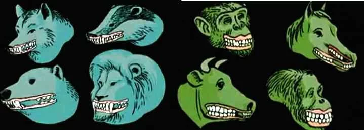 3-vegetarian-or-meat-eating-the-structure-of-teeth.webp