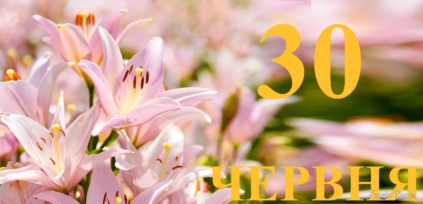 30-CHERVNYA.webp