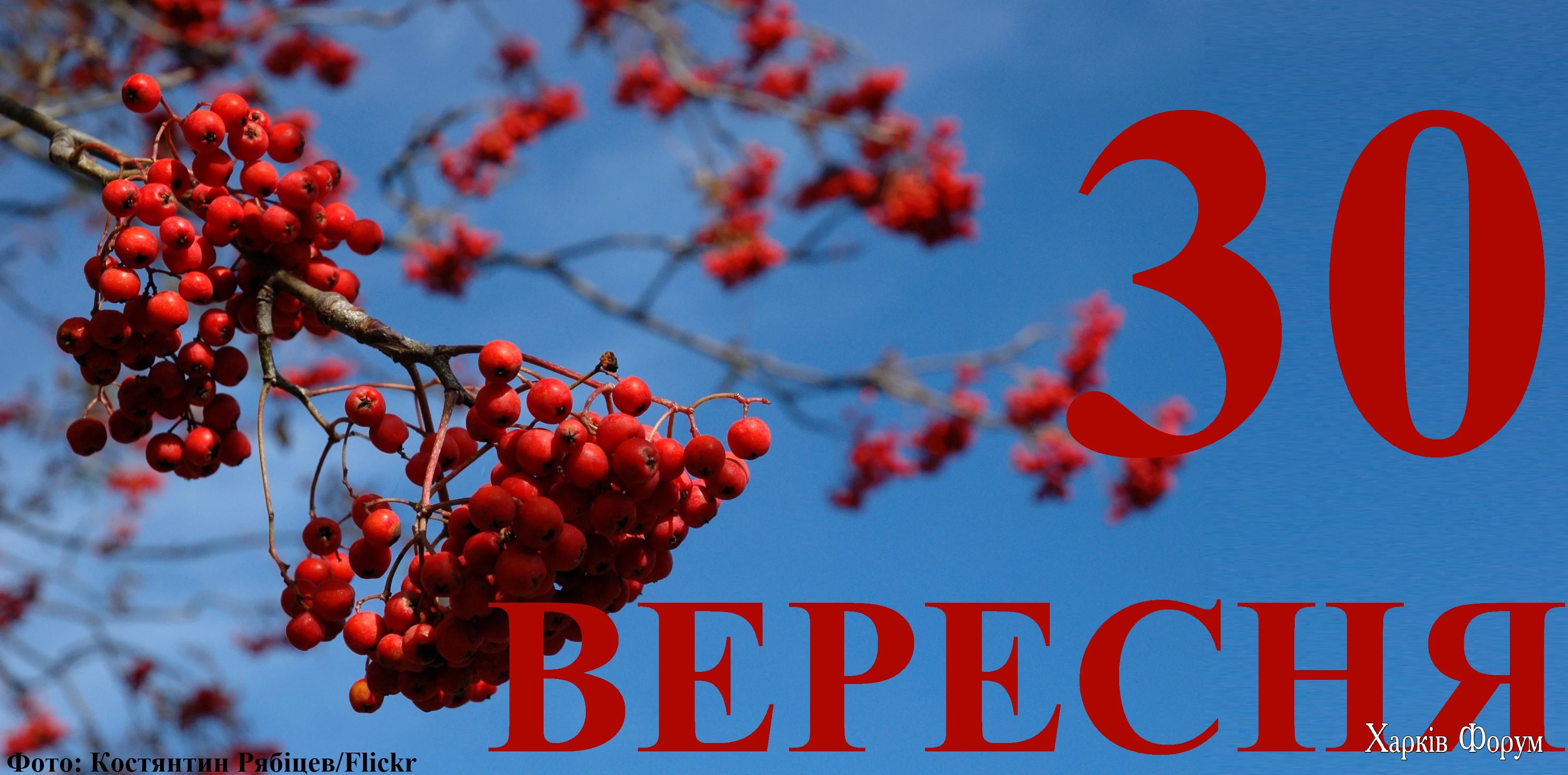 30-VERESNYA.webp