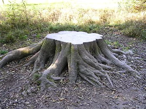 300px-Baumstumpf.webp