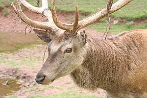 300px-Silz_cerf23.webp