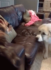 301234_812413.gif