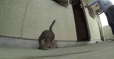 301234_812415.gif