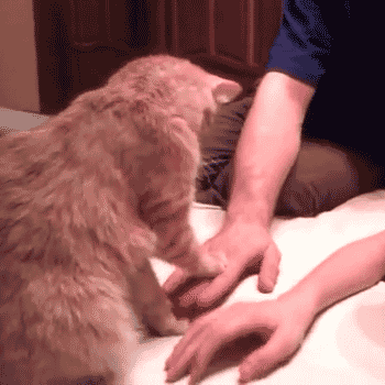 301234_812427.gif