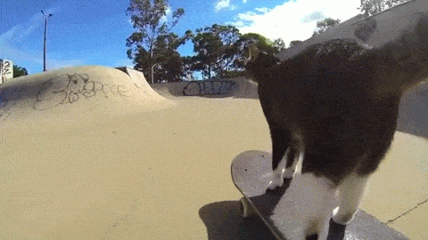 301249_812485.gif