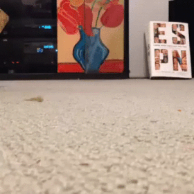 302584_822966.gif