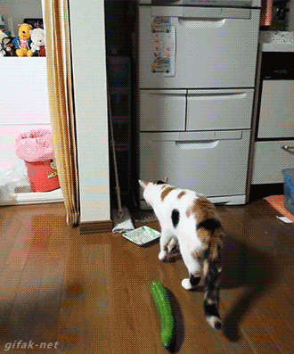 302598.gif
