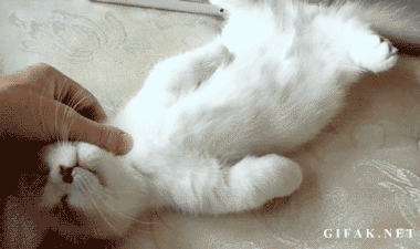 302598_823127.gif