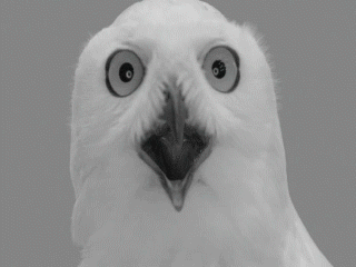 302a5e1b53bc216347.gif