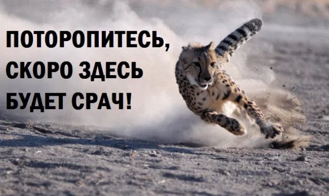 3033.webp