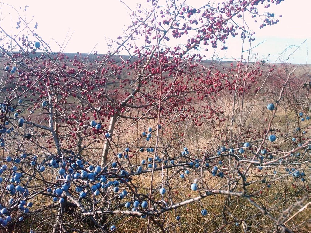 307079_original.webp